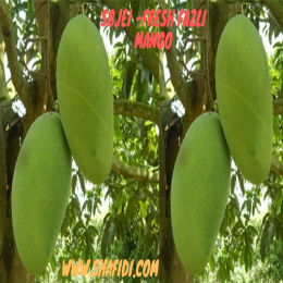 SBJEI -FRESH FAZLI MANGO